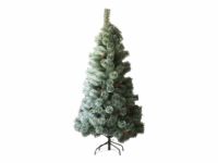 NOBU　abies procera スペインもみ　矮性　クリスマスツリー 39857-17-